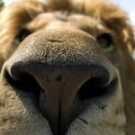 Profile Picture of Amanda Wadas (@wadasamanda) on Instagram