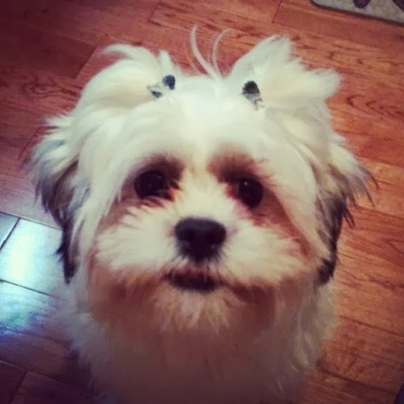 Profile Picture of Shaun Dacanay (@sfdacanay) on Poshmark