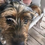 Profile Picture of Buster Grant (@bustertheyorkshire) on Instagram