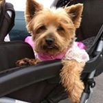 Profile Picture of Janey Chadwick (@janeychadwick) on Instagram