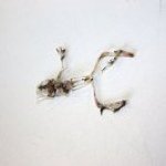 Profile Picture of Charles Hansen (@ccrhhansen) on Instagram