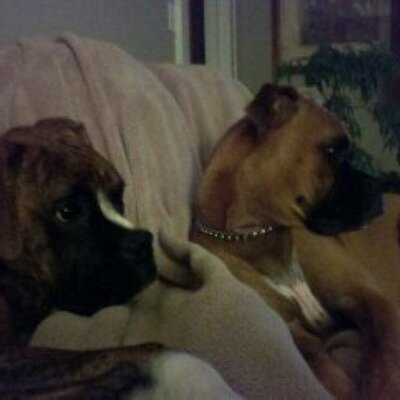 Profile Picture of Beth Walrath (@twoboxers2) on Twitter