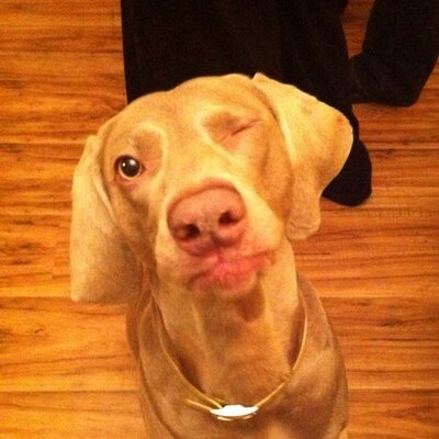 Profile Picture of Trampas (@TrampasFerree) on Twitter