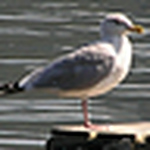 Profile Picture of Paul J Hogan (@paul j hogan) on Flickr