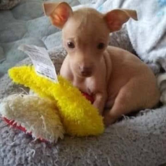 Profile Picture of Canuto Pena (@canuto_pena) on Poshmark