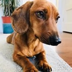 Profile Picture of Dexter Mini Dachshund (@dexters_dastardly_deeds) on Instagram