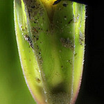 Profile Picture of Kolachi Farms (@kolachifarms) on Flickr