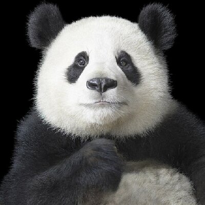 Profile Picture of Peter T Hodge (@c4r_t) on Twitter