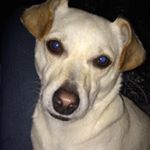 Profile Picture of Marco Cletus Damiano Smith (@_marcothedog_) on Instagram