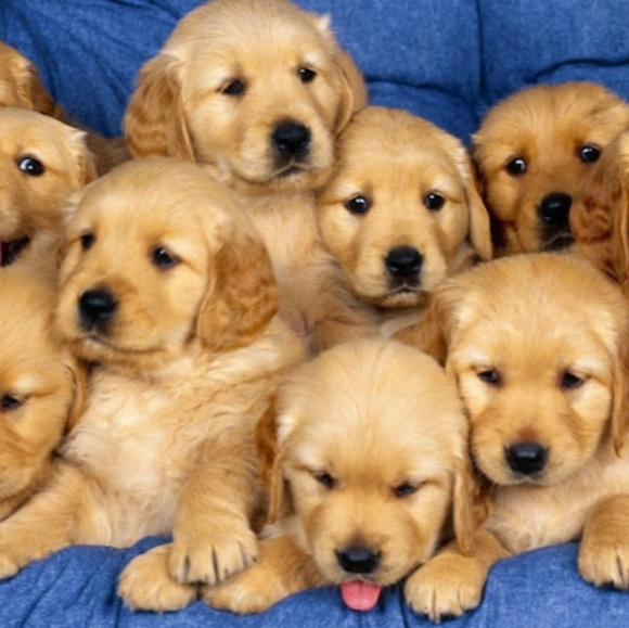 Profile Picture of Robin Gower (@robingower7) on Poshmark