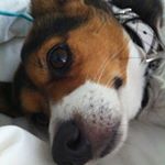 Profile Picture of Stanley Arnold (@furrbabyes) on Instagram