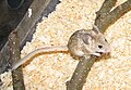 Profile Picture of Mouse-like hamsteron Wikipedia