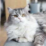 Profile Picture of George Cooper (@kingoftheroguecats) on Instagram