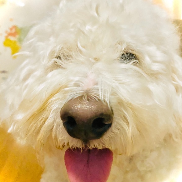 Profile Picture of Mamamia Compagnone (@missmabell) on Poshmark