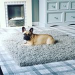 Profile Picture of buddy, haggis, piper & martha (@stacie_pug) on Instagram