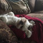 Profile Picture of Sherri Niles (@sherri.niles) on Instagram