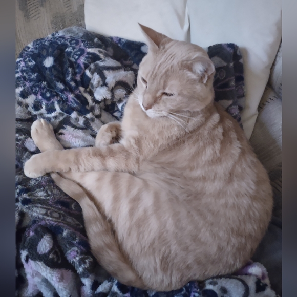 Profile Picture of Kait Arfmann (@kaitfx) on Poshmark