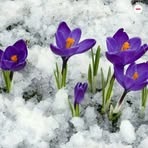 Profile Picture of Gurie Zeqo (@Gurie-Zeqo) on Facebook