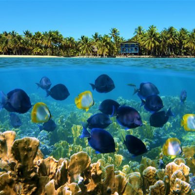 Profile Picture of Adolfo Ceballos (@AdolfoCeballo20) on Twitter