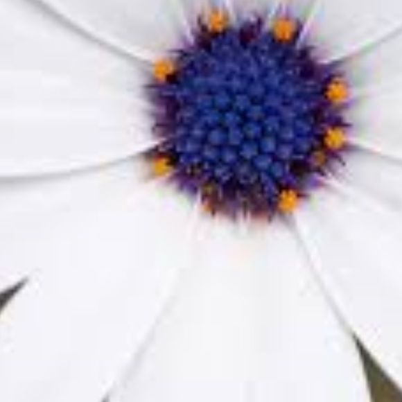 Profile Picture of Beverly Bryan (@blueeyeddaisy) on Poshmark