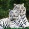 Profile Picture of Asim Shahzad (@asim.shahzad.1610) on Facebook