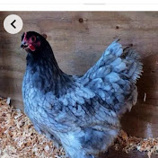 Profile Picture of Steven Leighton (@JediNatureDruids) on Youtube