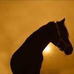 Profile Picture of Homefarm Fernhurst (@homefarm.fe) on Instagram