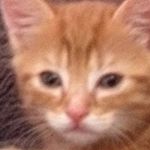 Profile Picture of Codie Hardy (@pheonix_the_kitty_cat) on Instagram