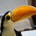 Profile Picture of Lil Toucan (@andrewrosko0631) on Pinterest