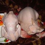 Profile Picture of Jesse Beattie (@jbeattie_2007) on Instagram