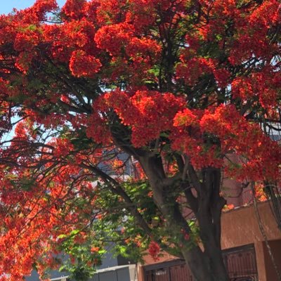 Profile Picture of laurel flower (@lgastonll) on Twitter