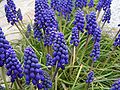 Profile Picture of Muscari armeniacum - Wikipediaon Wikipedia