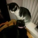 Profile Picture of Sara Codispoti (@lagigia84) on Instagram
