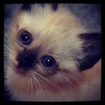 Profile Picture of Bobbie Nichols (@goldagnowy) on Instagram