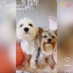 Profile Picture of Jocelyn Fitzpatrick (@millie_and_lola_perth) on Instagram