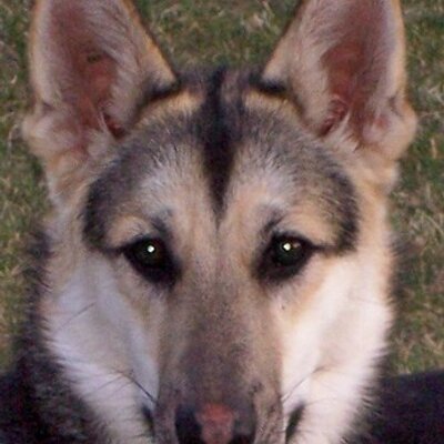 Profile Picture of Jodi Dixon (@UnleashedK9) on Twitter