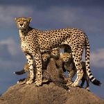 Profile Picture of Monica Baird (@cheetacan) on Instagram