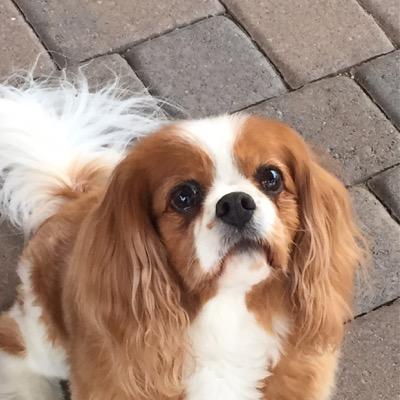 Profile Picture of Pamela Kaiser (@pkaiser27) on Twitter