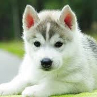 Profile Picture of Cindy Huynh (@cindyhuynh6) on Twitter