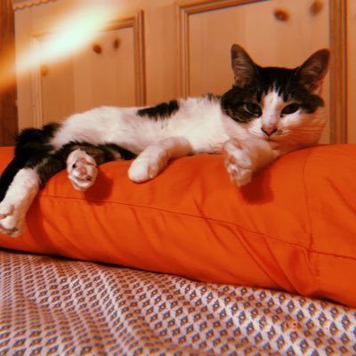 Profile Picture of 𝐻𝑎𝑙𝑒𝑦 𝑇𝑒𝑤 (@SpotNHaley) on Twitter