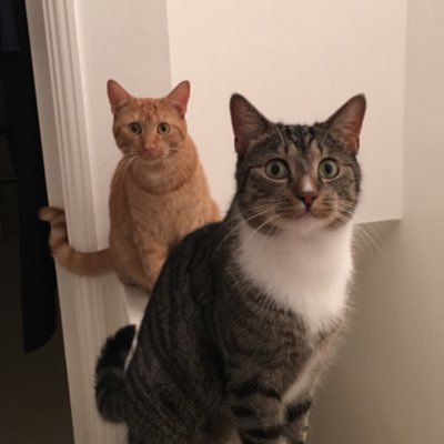 Profile Picture of Gilbert & Sullivan..the Miaowsical Cats (@miaowsical) on Twitter