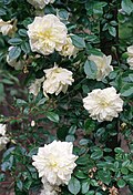 Profile Photo of Rosa 'Albéric Barbier'on Wikipedia