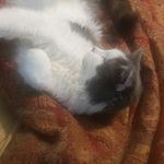 Profile Picture of Catherine Patrova (@patrcatherine) on Instagram