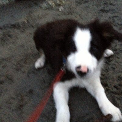 Profile Picture of Jules (@TrunkEric) on Twitter