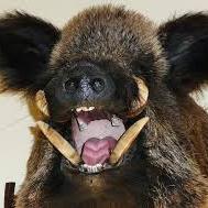 Profile Picture of Odyniec Stary (@odyniecStary) on Twitter