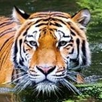 Profile Picture of Glen Dillak (@glendillak) on Instagram