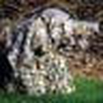 Profile Picture of Bruce Craig (@birdphoto) on Flickr