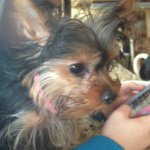 Profile Picture of Zoey Kelly (@zoeykelly88) on Instagram