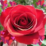 Profile Picture of Rosa Morga (@rosa.morga.315) on Instagram