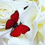 Profile Picture of Corrinne James (@james.corrinne) on Instagram